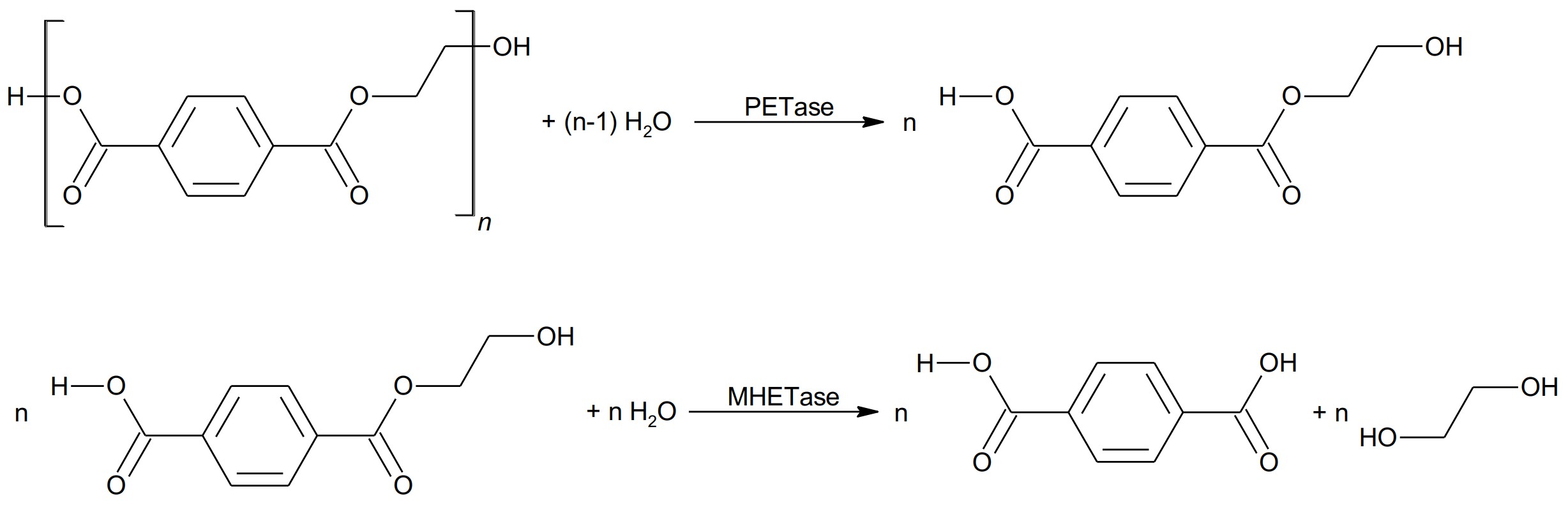 Schematische Darstellung der enzymatischen Zersetzung von PET in kleinere Monomere.