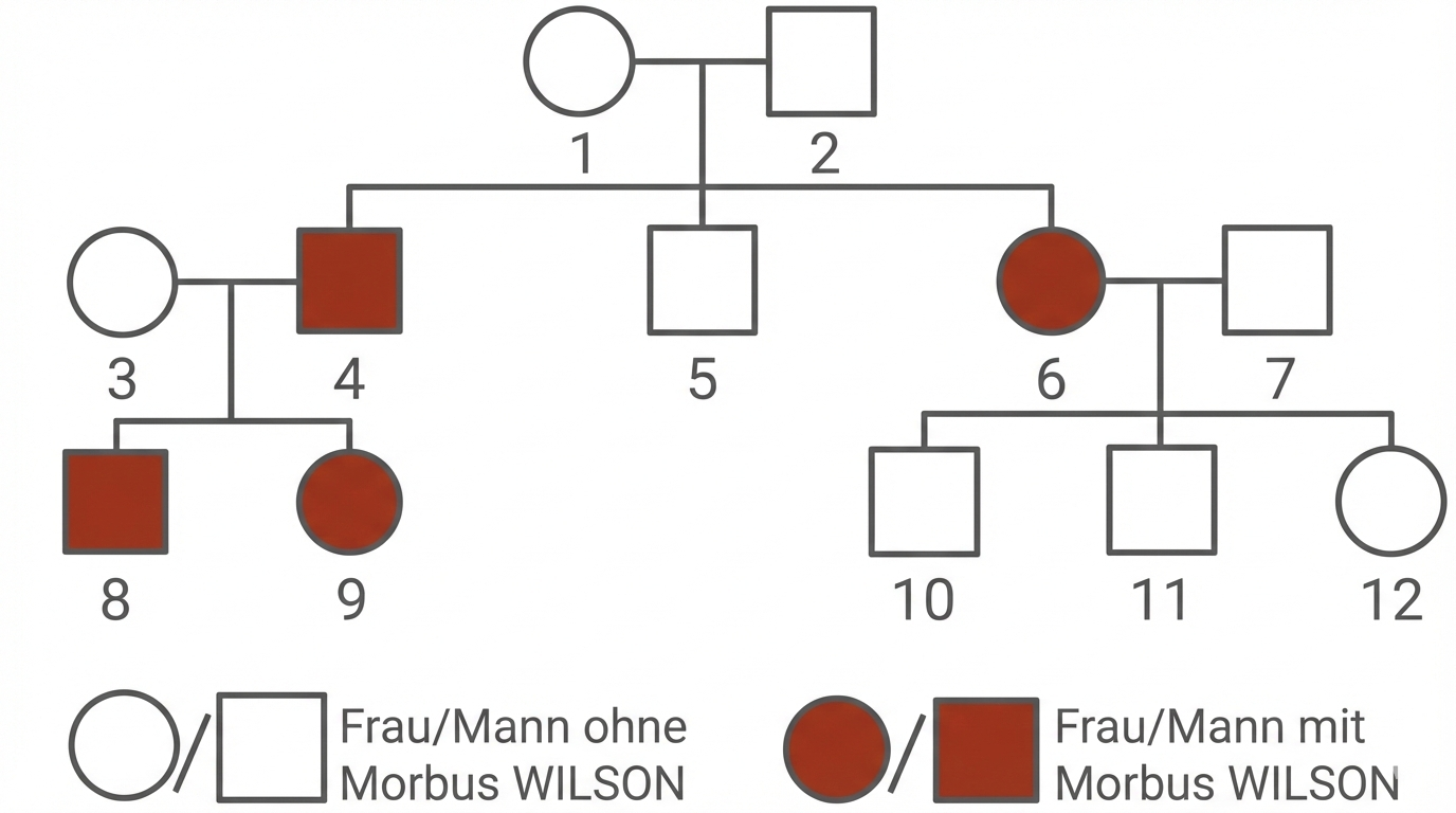 Stammbaum mit nummerierten Personen, einige rot markiert als mit Morbus WILSON; Legende zeigt betroffen/unbetroffen.