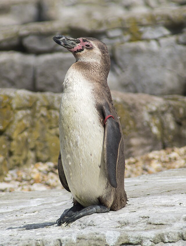 Pinguin mit rotem Ring am Flügel steht auf Felsen