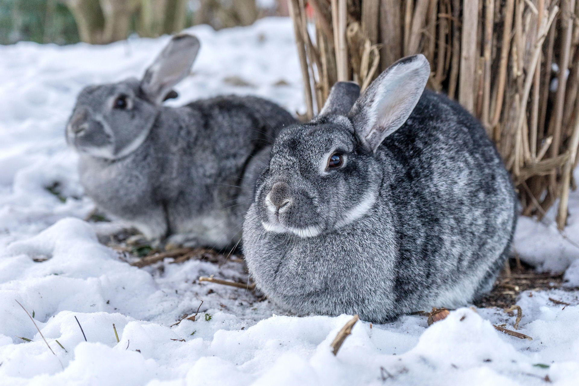 Zwei graue Kaninchen im Schnee.