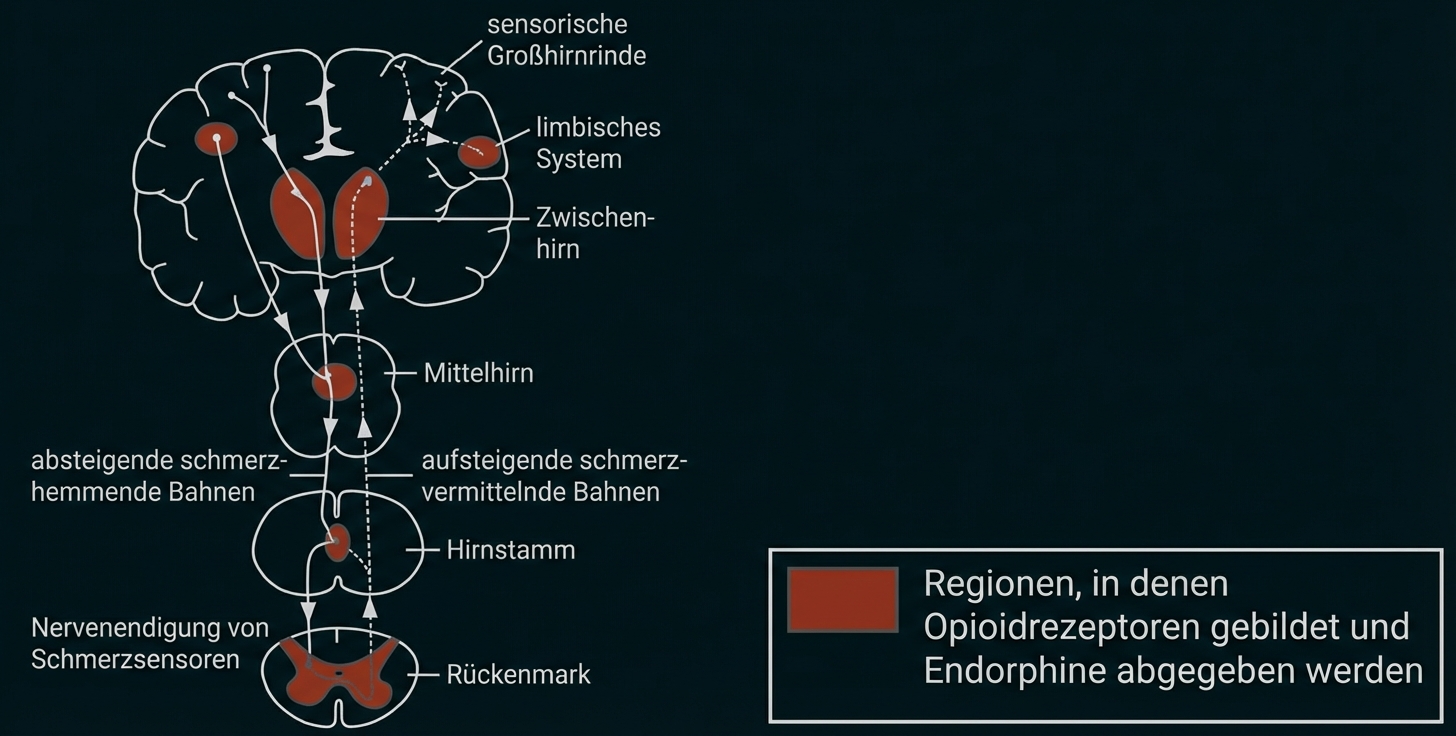 Schematische Darstellung von Gehirn und Rückenmark mit markierten Regionen der Opioidrezeptoren und Endorphinfreisetzung.