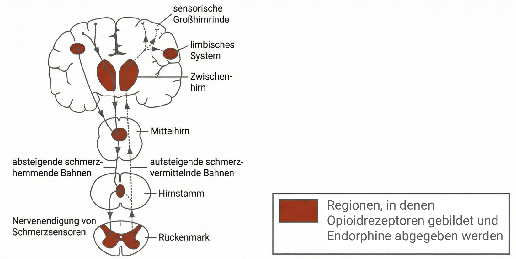 Schematische Darstellung von Gehirn und Rückenmark mit markierten Regionen der Opioidrezeptoren und Endorphinfreisetzung.