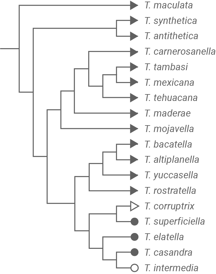 Kladogramm/Stammbaum mit 16 T.-Arten (T. maculata bis T. intermedia), verzweigte Linien und Symbole