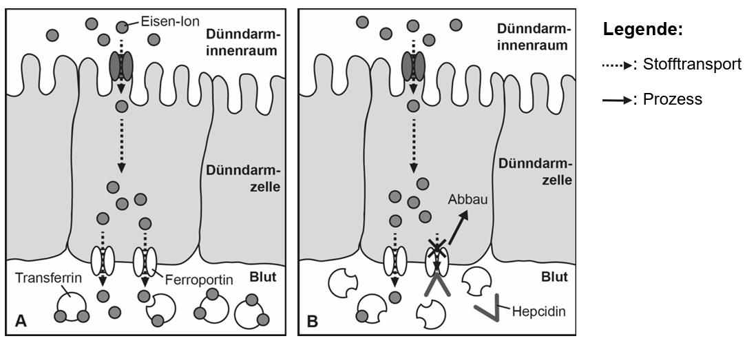 Schematische Darstellung: Eisenaufnahme im Dünndarm durch Enterozyten, Ferroportin-Export und Hepcidin-gesteuerte Blockade.