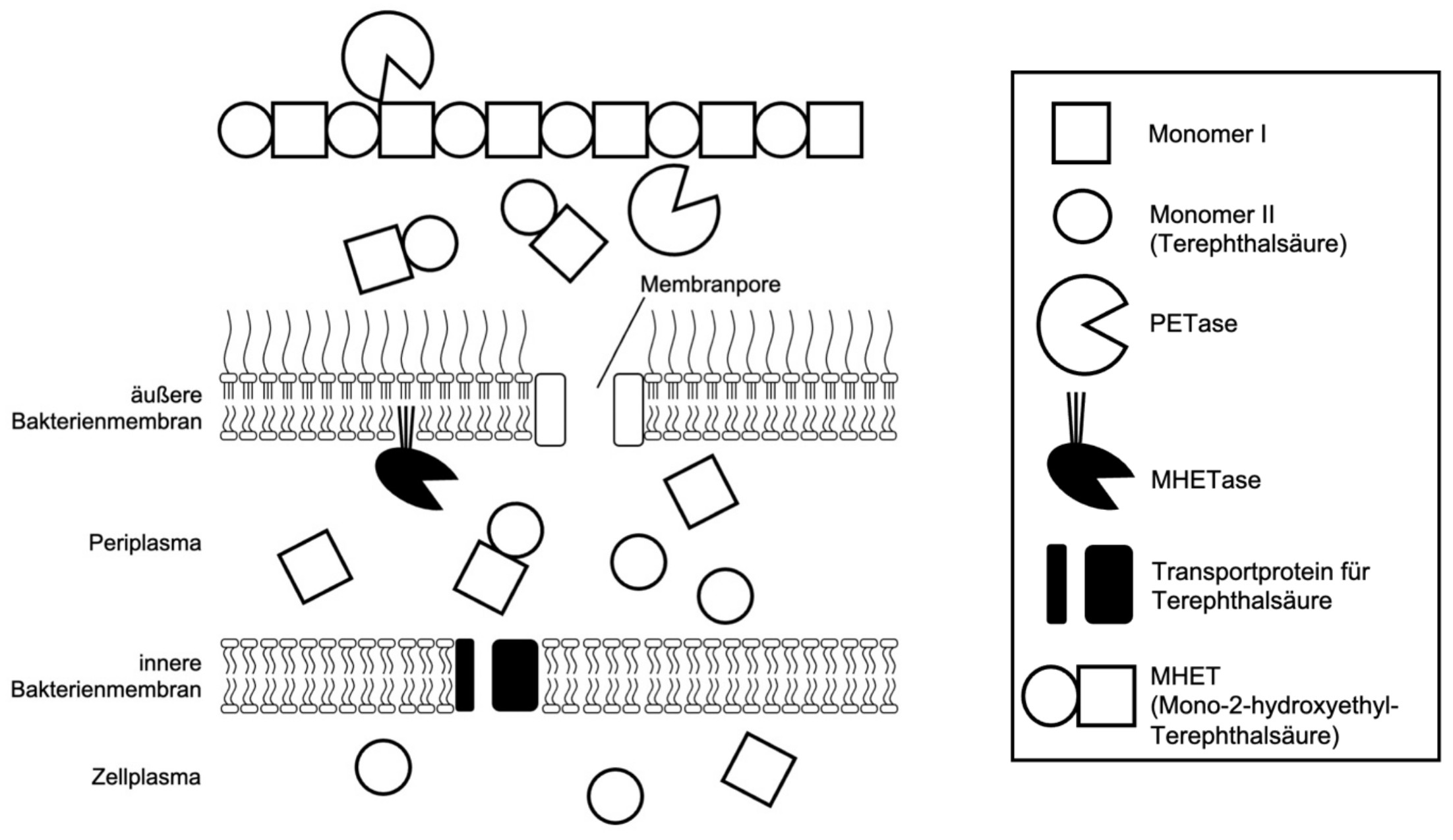 Schematische Darstellung: PET-Abbau an Bakterienmembranen mit Enzymen, Transportproteinen und MHET/Monomeren.