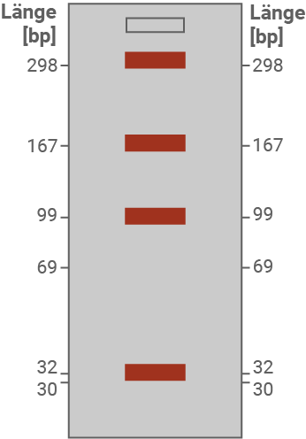 Schematische Darstellung eines vertikalen DNA-Gels mit Längenangaben (bp) und mehreren roten Banden.