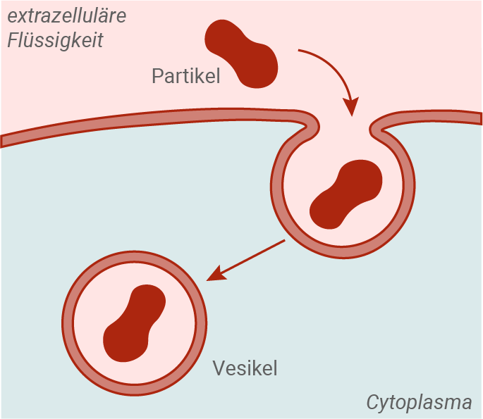 baden württemberg bio basiswissen biomoleküle biomembranen ablauf der endozytose