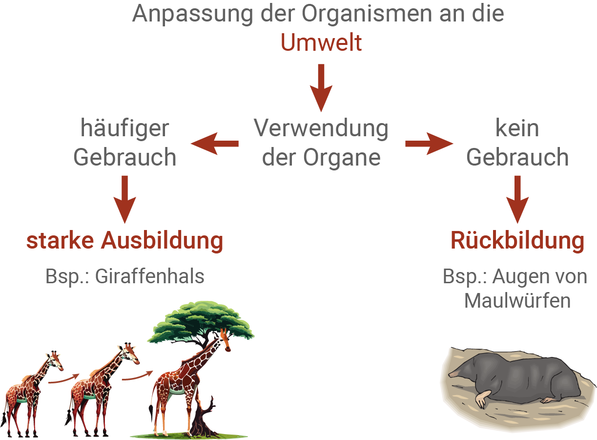 baden württemberg bio basiswissen evolutionstheorie nach lamarck