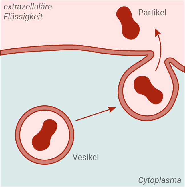 baden württemberg bio basiswissen biomoleküle biomembranen ablauf der exozytose