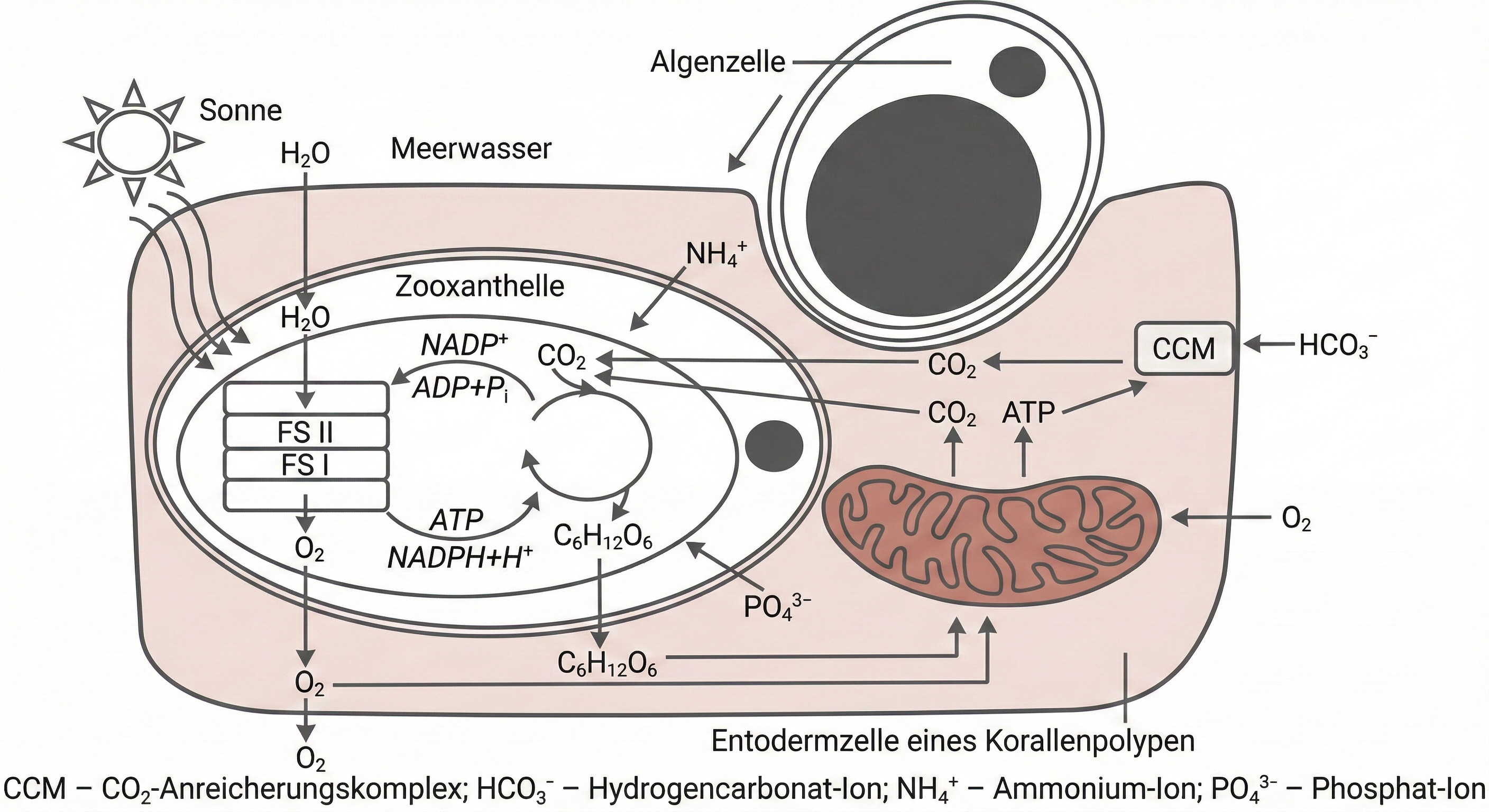Vereinfachtes Schema zum Stoffwechsel einer Korallenpolypzelle