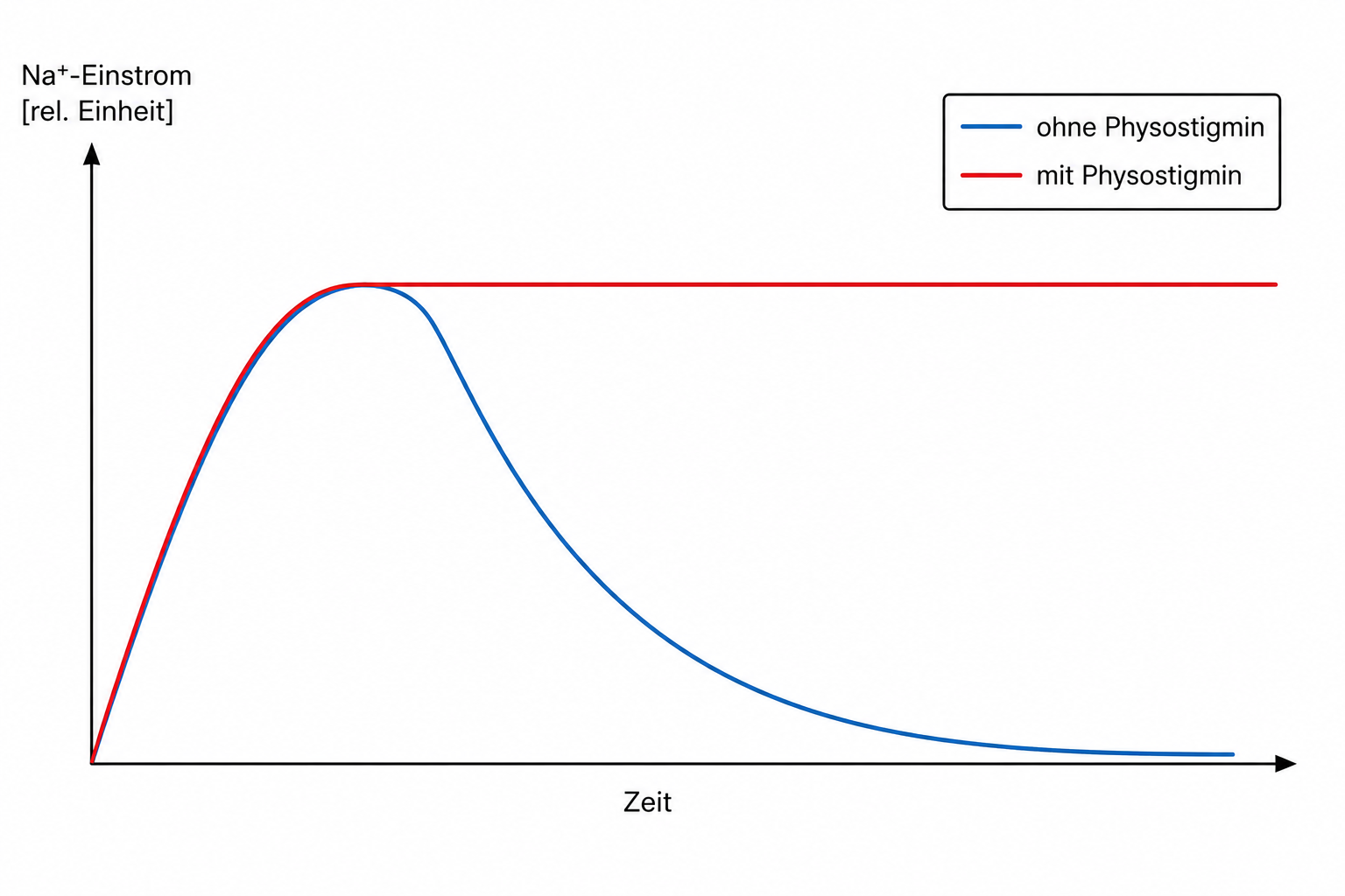 Diagramm: Na+-Einstrom über Zeit — blau (ohne Physostigmin): steigt dann fällt, rot (mit Physostigmin): steigt und bleibt konstant.