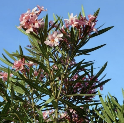 Zweige mit rosa Oleanderblüten vor klarem blauem Himmel