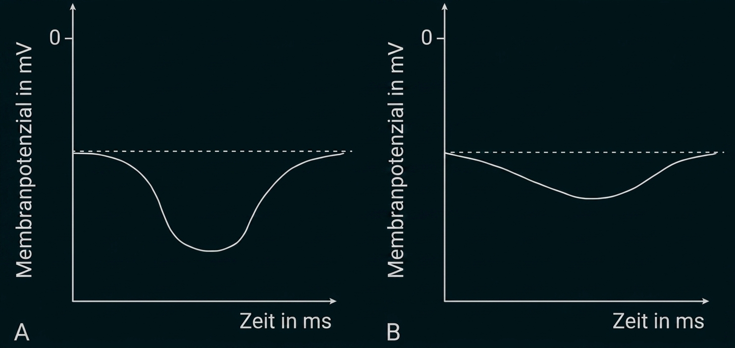 Zwei Diagramme (A,B) mit Membranpotenzial in mV über Zeit; A: tiefer negativer Ausschlag, B: flacher negativer Verlauf.