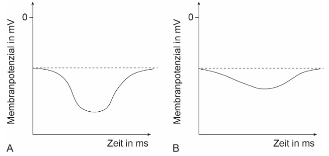 Zwei Diagramme (A,B) mit Membranpotenzial in mV über Zeit; A: tiefer negativer Ausschlag, B: flacher negativer Verlauf.