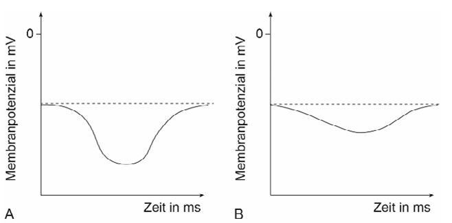 Zwei Diagramme A und B: Membranpotenzial (mV) über Zeit; A zeigt starke Einbuchtung, B eine schwächere Einbuchtung.