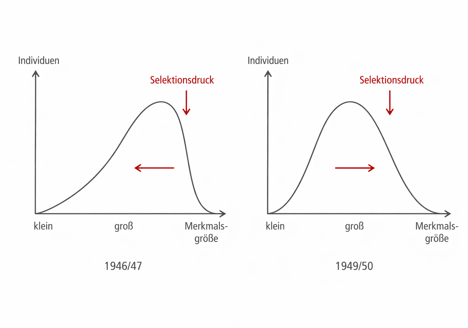 Zwei Verteilungsgraphen (1946/47, 1949/50) mit roten Pfeilen "Selektionsdruck" und Richtungspfeilen, Achsen: Individuen vs. Merkmalsgröße.