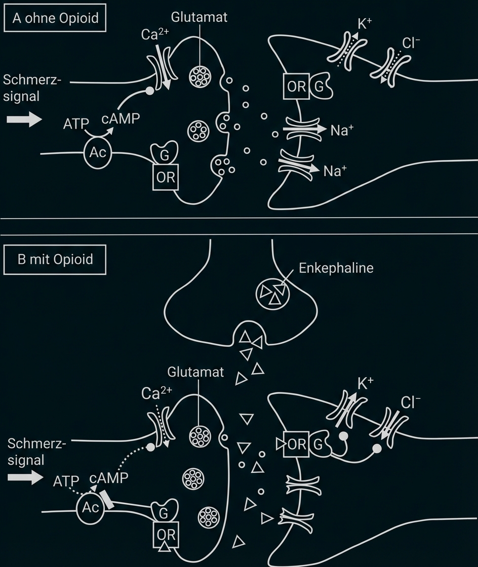 Schematische Darstellung: Synapse ohne Opioid (oben) und mit Opioid (unten), zeigt Glutamatfreisetzung und Rezeptoren