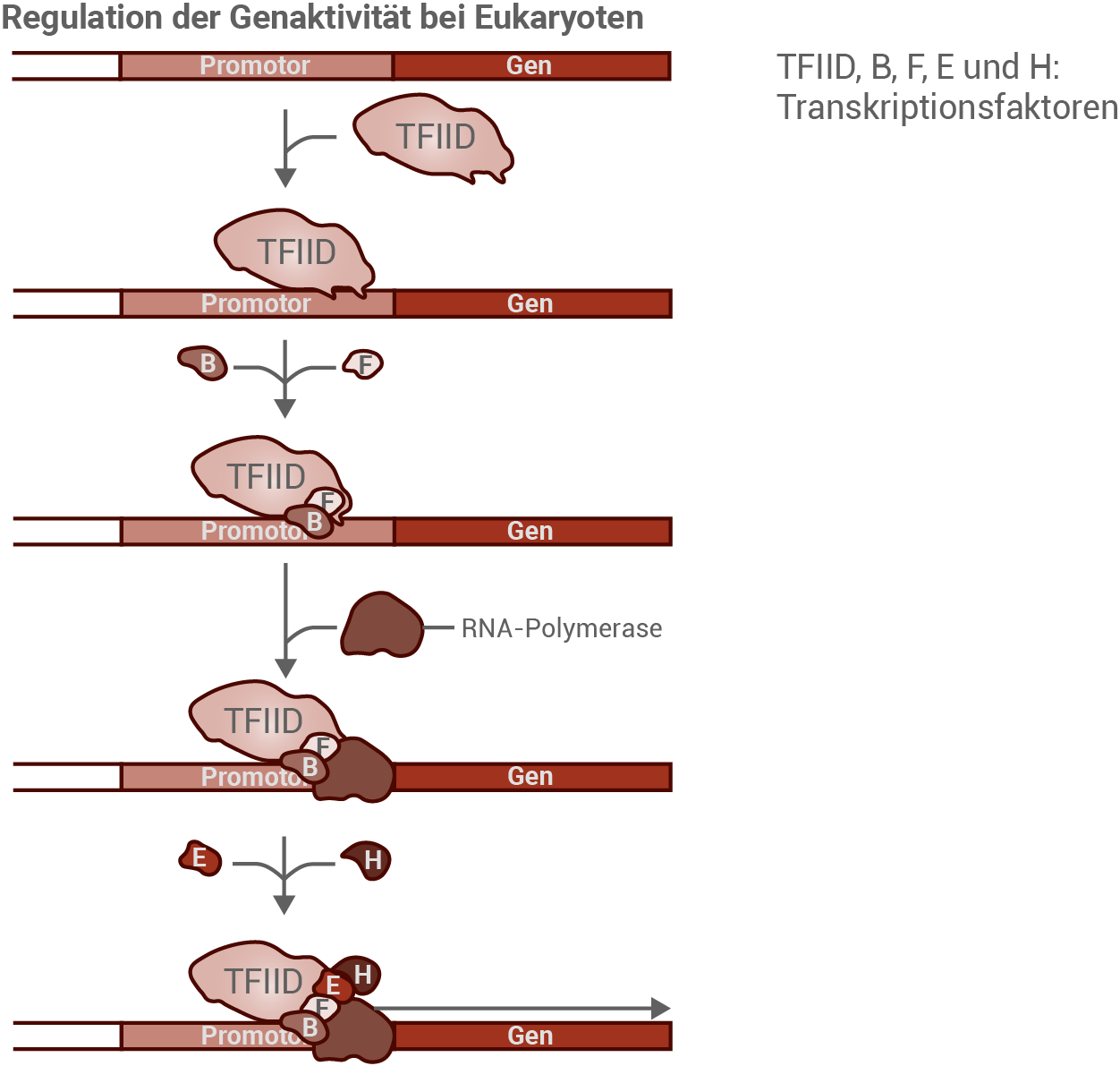 Regulation der Genaktivität bei Eukaryoten