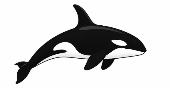 Schwarzer Orca im Wasser, seitlich dargestellt