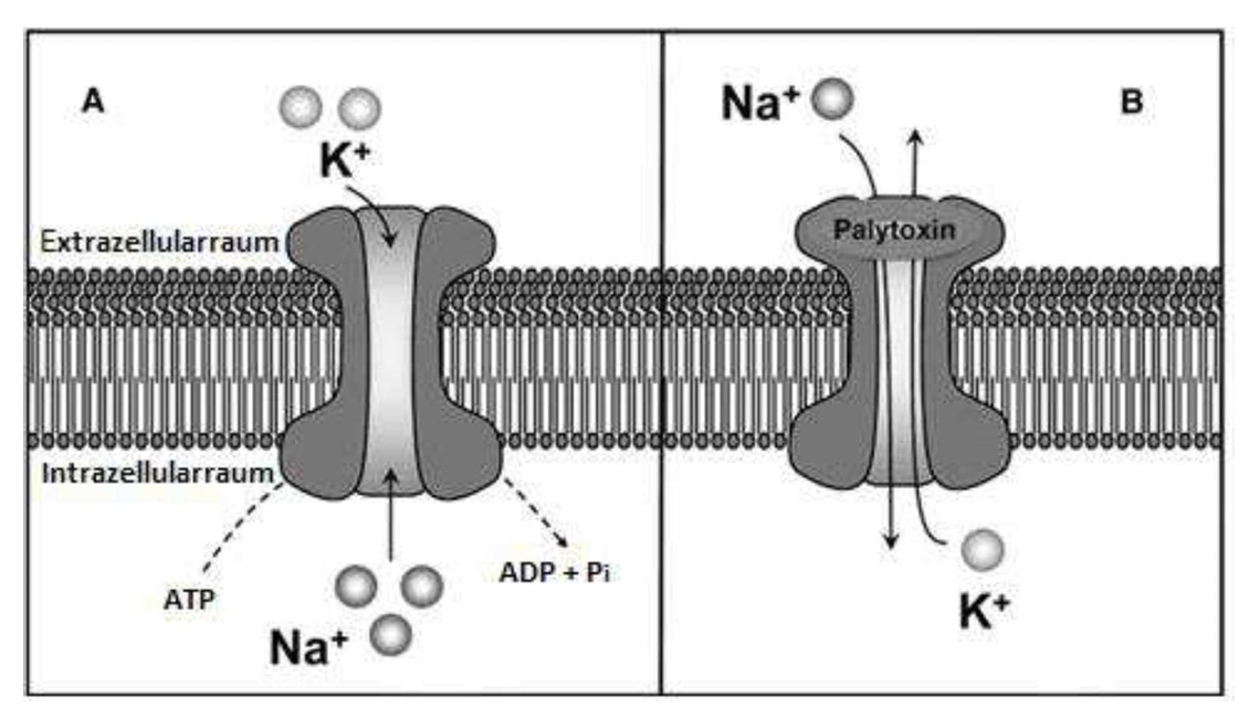 Schematische Zellmembran: links ATP‑abhängige Na+/K+-Pumpe, rechts durch Palytoxin geöffneter Ionenkanal für Na+ und K+.