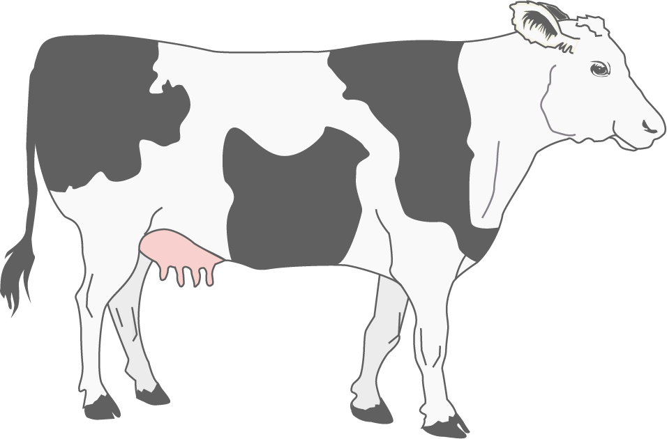 franzoesisch bw rsa 2024 kuh