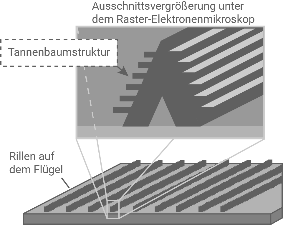 hessen physik abi gk 2021 aufgabe a1 material 4a oberfläche eines schmetterlingsflügels
