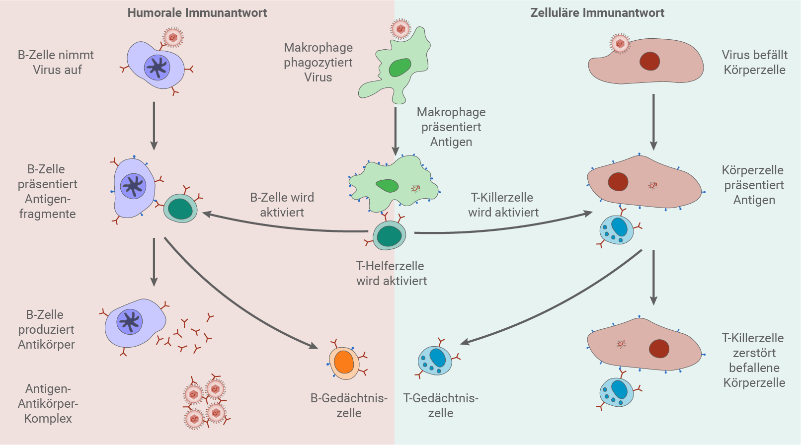 baden württemberg bio basiswissen immunbiologie erworbene immunität humorale und zelluläre immunantwort