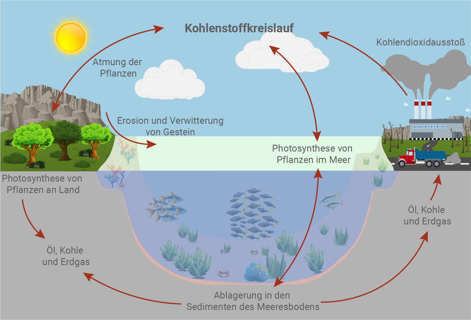 baden württemberg bio basiswissen ökologie stoffkreisläufe kohlenstoffkreislauf