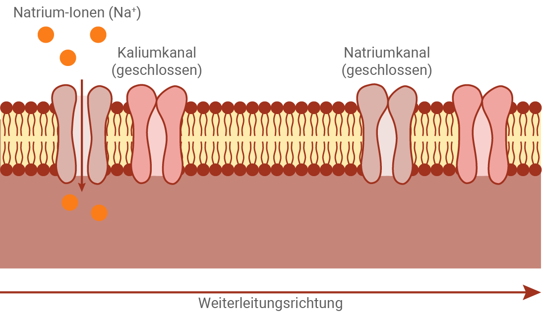 baden württemberg bio basiswissen neurobiologie bau einer nervenzelle erregungsleitung kontinuierliche erregungsleitung