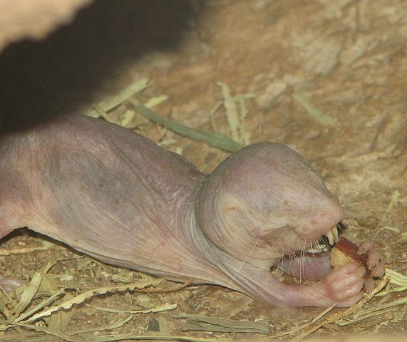 Nacktmull frisst ein Stück Nahrung auf trockenem Boden mit etwas Stroh.