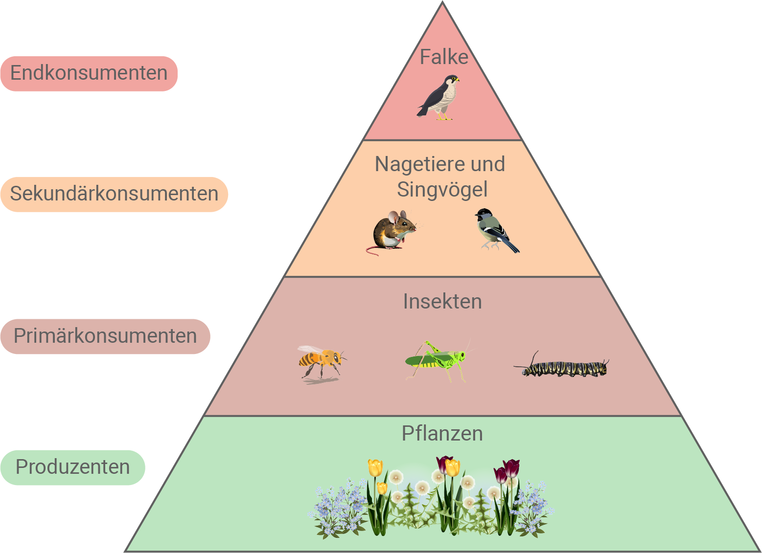 baden württemberg bio basiswissen ökologie populationsökologie nahrungskette in form einer nahrungspyramide