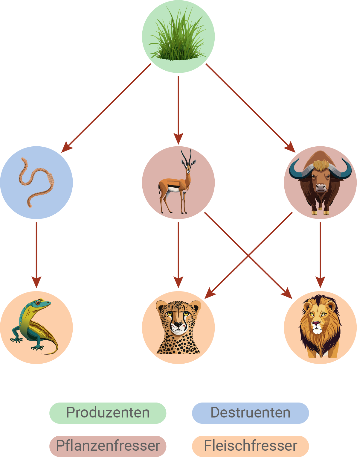 baden württemberg bio basiswissen ökologie populationsökologie nahrungsnetz