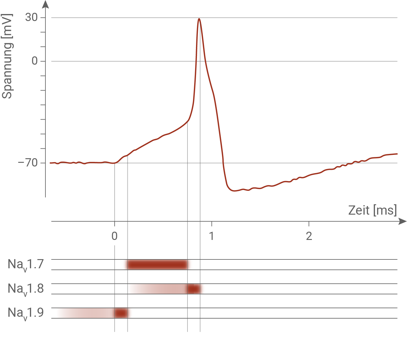 erregungsleitung