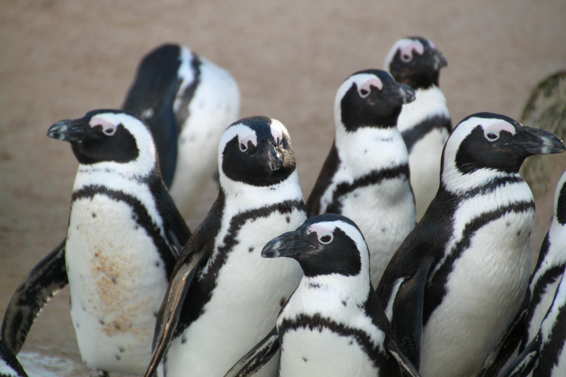 Aufgabe 6: Pinguine