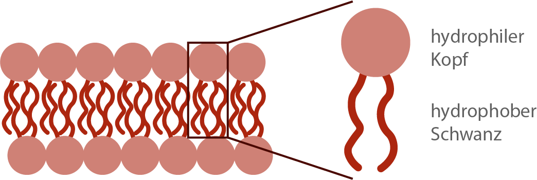 baden württemberg bio basiswissen biomoleküle lipide phospholipid und phospholipiddoppelschicht