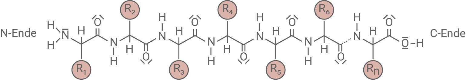 baden württemberg bio basiswissen biomoleküle proteine proteinstrukturen primärstruktur