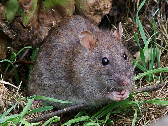 Eine graue Ratte sitzt im Gras und sieht neugierig in die Kamera.