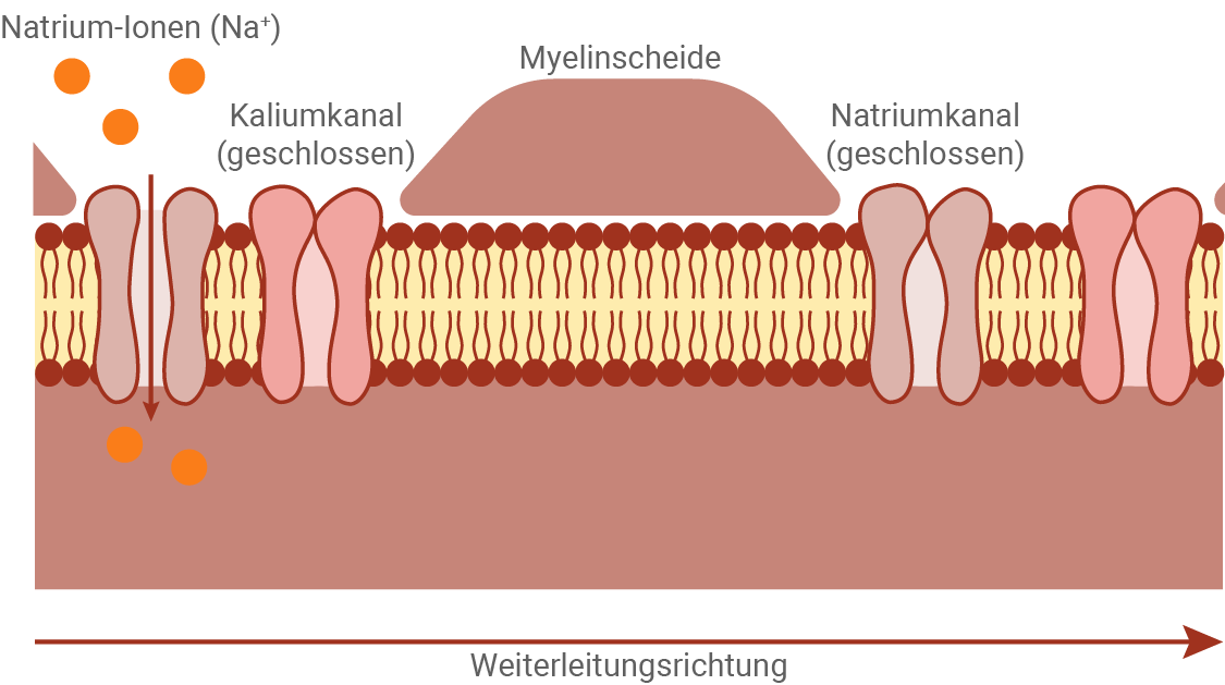 baden württemberg bio basiswissen neurobiologie bau einer nervenzelle erregungsleitung saltatorische erregungsleitung