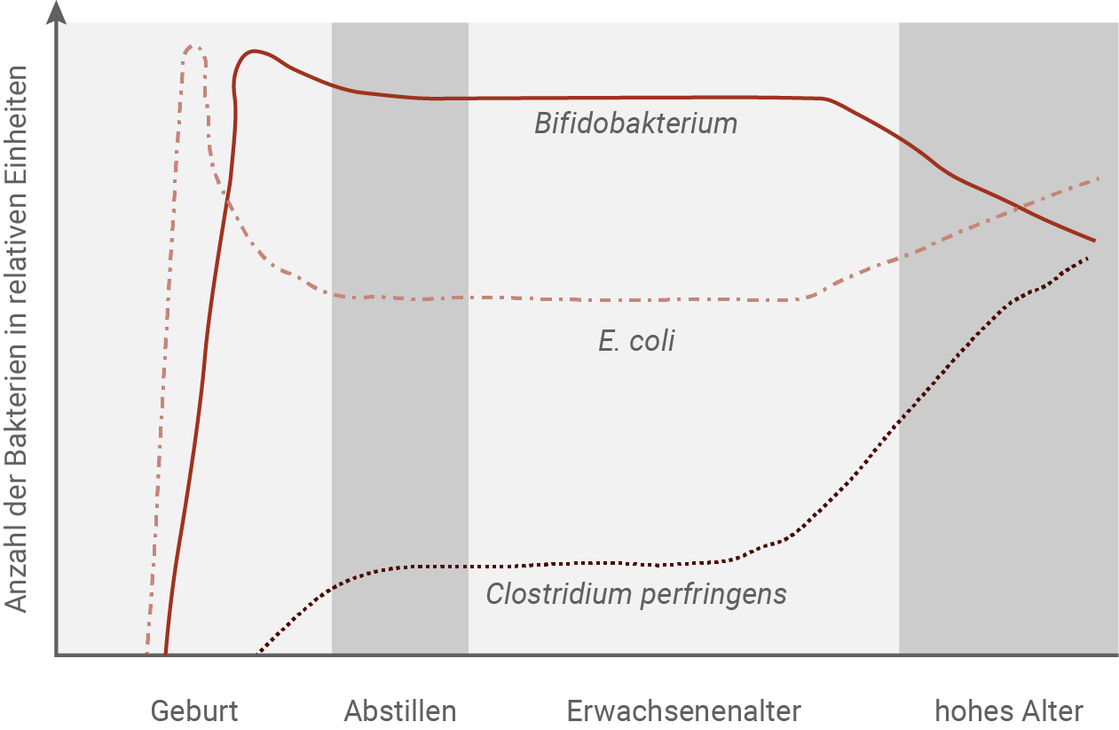 sachsen anhalt bio abi ea 2024 g2 material 4 zur aufgabe 4 a zusammensetzung des darm-mikrobioms (ausschnitt)