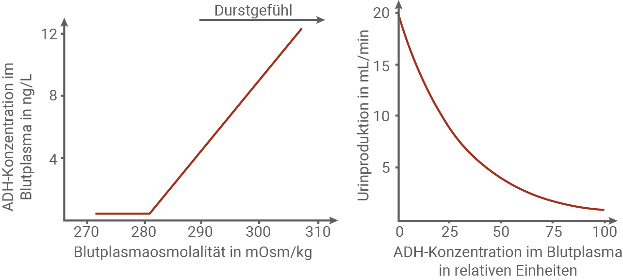 sachsen anhalt bio abi ea 2024 v2 material 2 zur aufgabe 1 