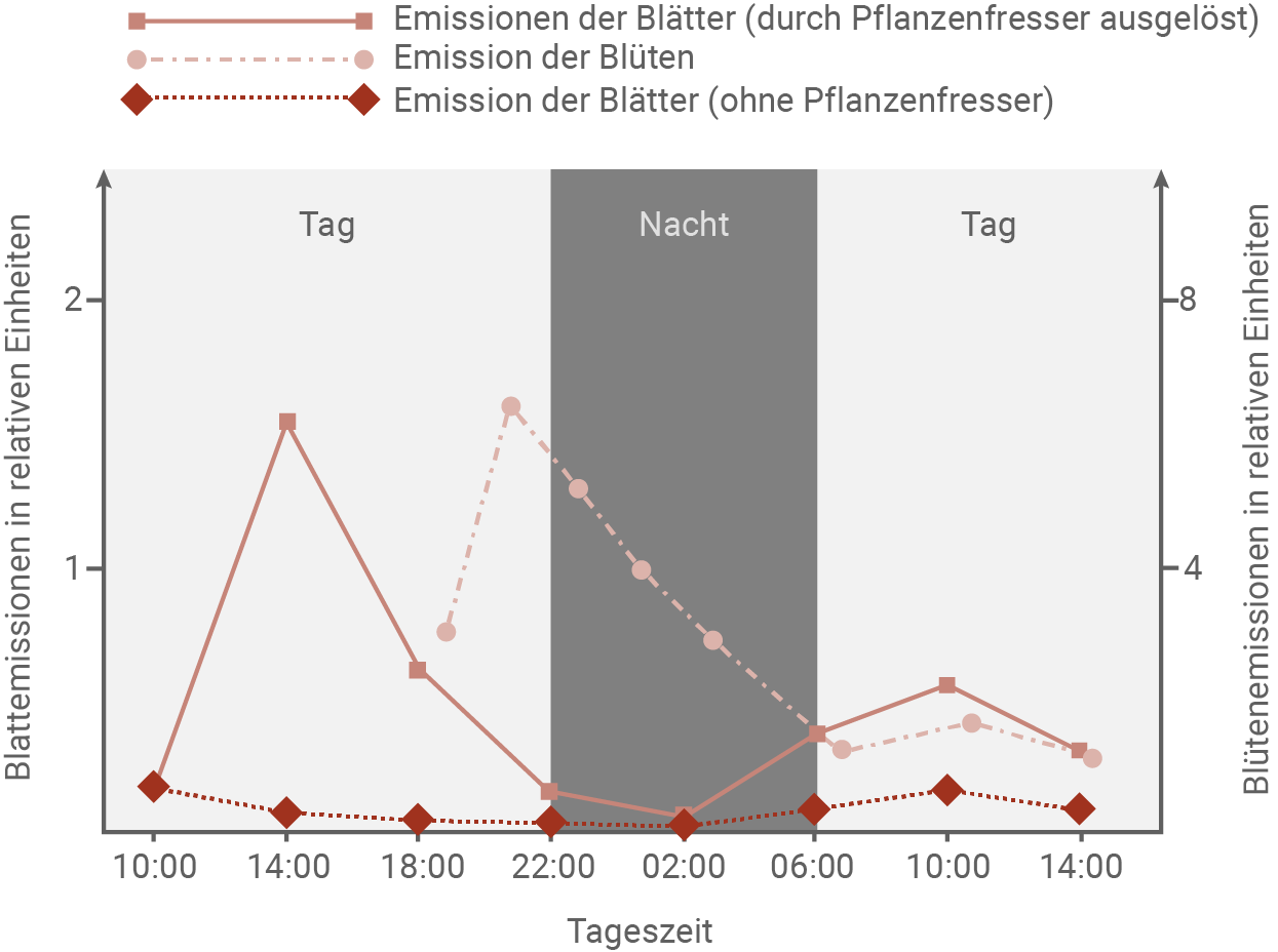 sachsen anhalt bio abi ea 2024 v3 material 1 emission von trans alpha bergamoten bei wilden tabak