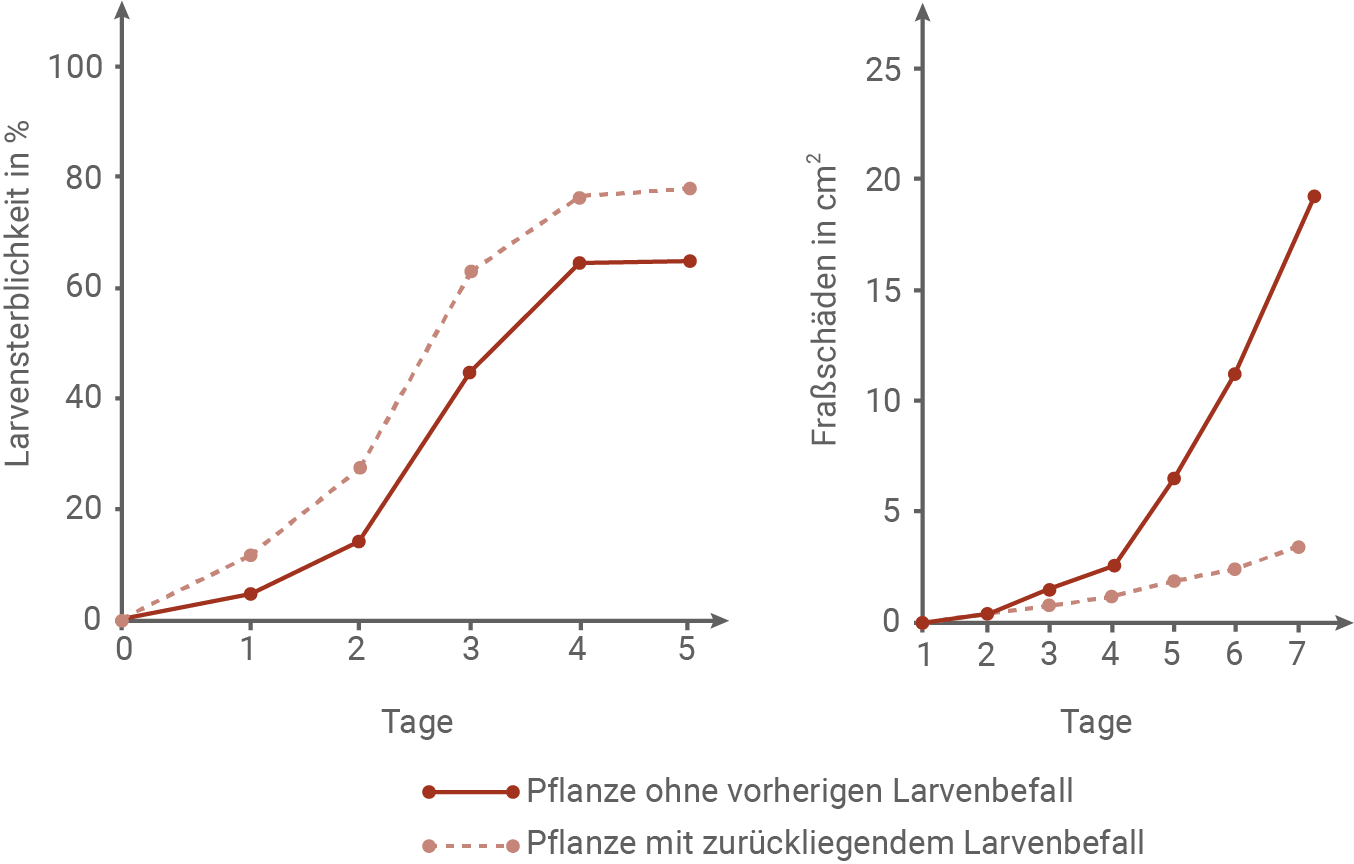 sachsen anhalt bio abi ea 2024 v3 material 4 untersuchungen zum larvenbefall von tabakpflanzen