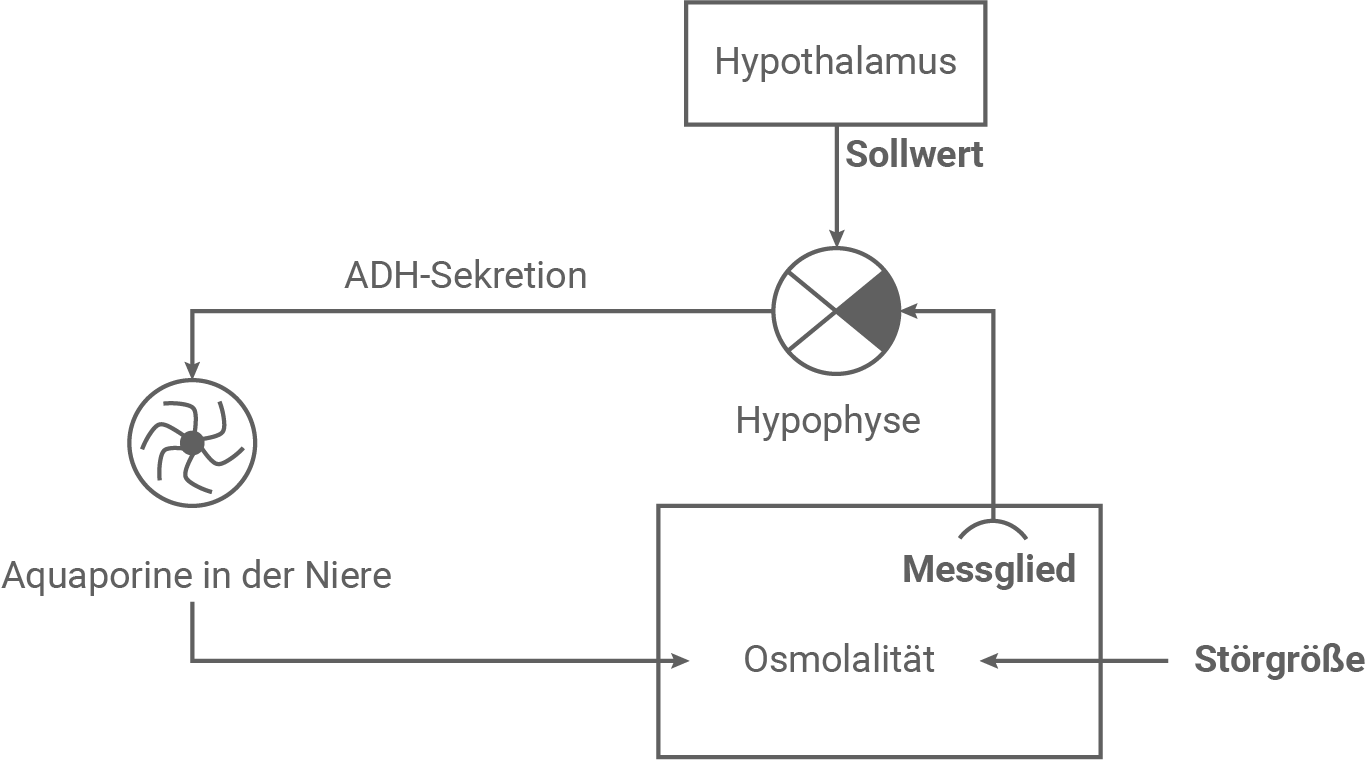 sachsen anhalt bio abi ea 2024 v2 material 1 zur aufgabe 1 regelkreis zur osmoregulation 