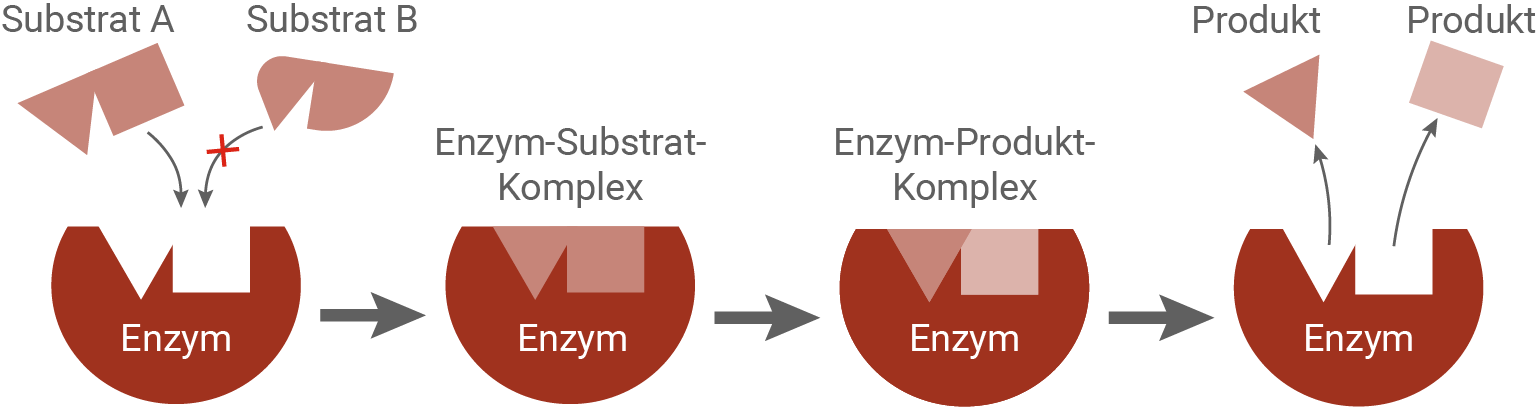 baden württemberg bio basiswissen biomoleküle enzyme substratspezifität