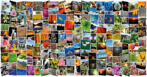 Collage aus vielen bunten Fotos von Natur, Tieren und Landschaften.